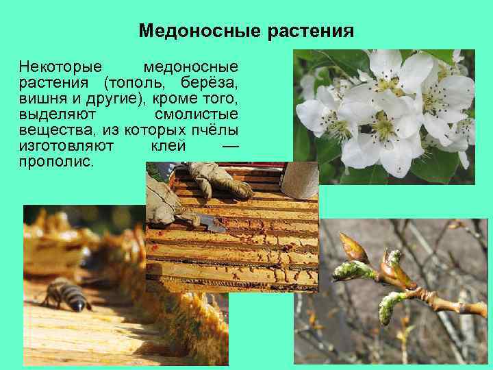 Медоносные растения Некоторые медоносные растения (тополь, берёза, вишня и другие), кроме того, выделяют смолистые