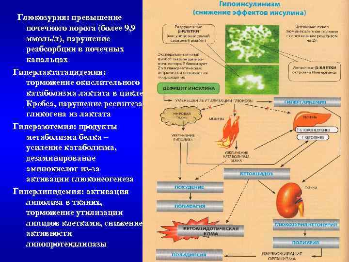 Глюкозурия: превышение почечного порога (более 9, 9 ммоль/л), нарушение реабсорбции в почечных канальцах Гиперлактатацидемия: