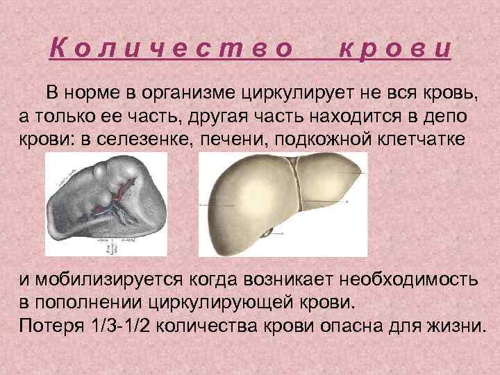 Количество крови В норме в организме циркулирует не вся кровь, а только ее часть,