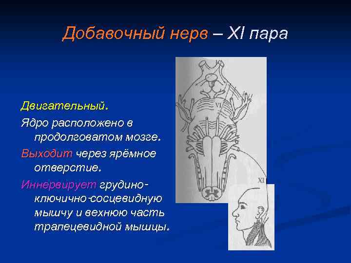 Добавочный нерв – XI пара Двигательный. Ядро расположено в продолговатом мозге. Выходит через ярёмное