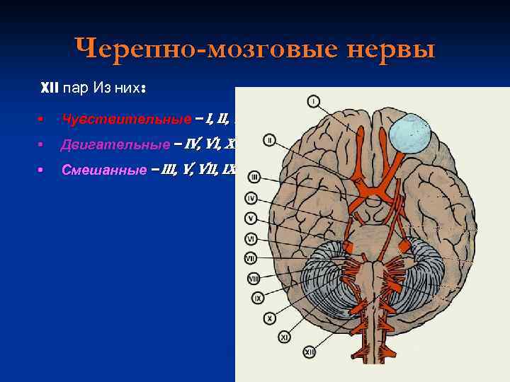 Черепно-мозговые нервы XII пар Из них: • Чувствительные – I, II, VIII • Двигательные