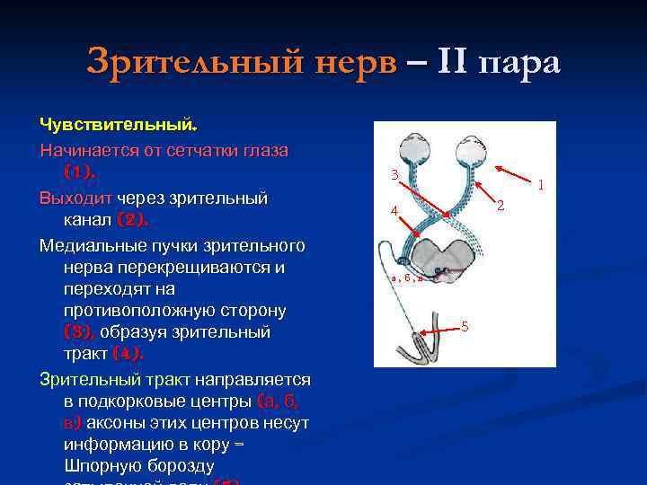 Зрительный нерв – II пара Чувствительный. Начинается от сетчатки глаза (1). Выходит через зрительный