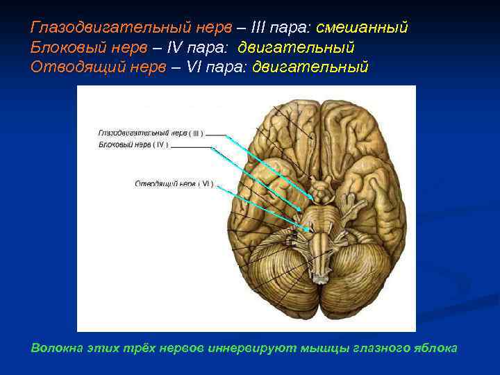 Глазодвигательный нерв – III пара: смешанный Блоковый нерв – IV пара: двигательный Отводящий нерв
