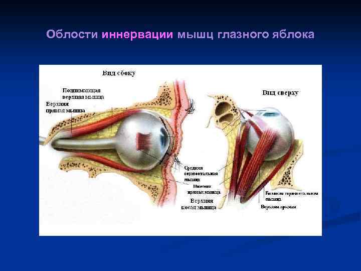 Облости иннервации мышц глазного яблока 