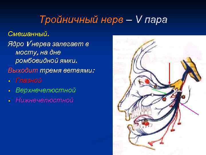 Тройничный нерв – V пара Смешанный. Ядро v нерва залегает в мосту, на дне