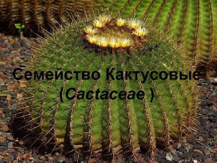 Семейство Кактусовые (Cactaceae ) 