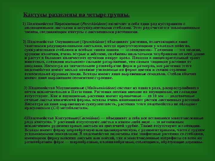  Кактусы разделены на четыре группы. 1) Подсемейство Перескиевые (Pereskioideae) включает в себя один