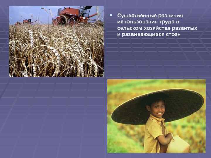 § Существенные различия использования труда в сельском хозяйстве развитых и развивающихся стран 