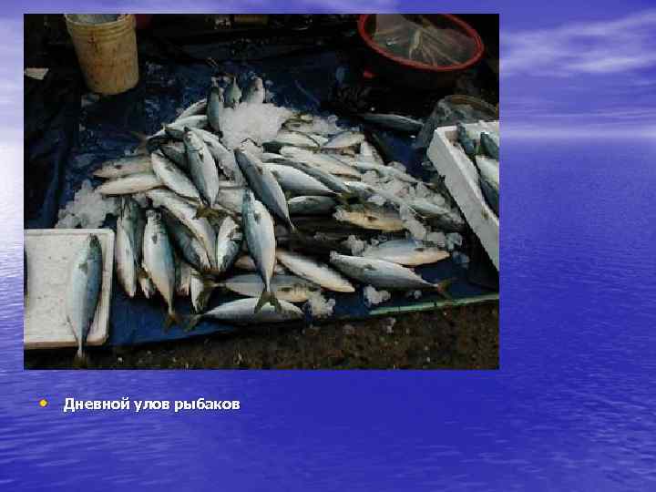  • Дневной улов рыбаков 