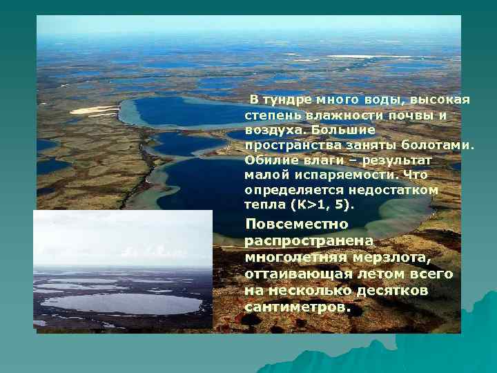 В тундре много воды, высокая степень влажности почвы и воздуха. Большие пространства заняты болотами.