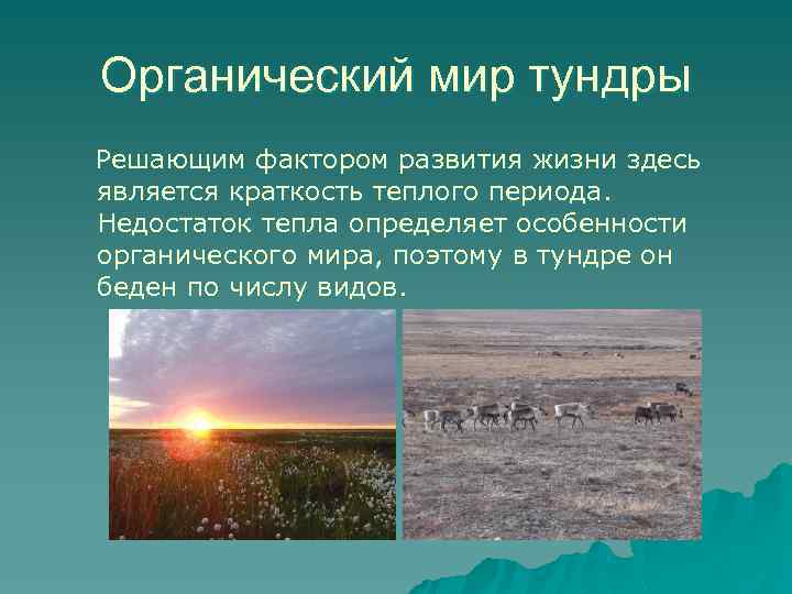 Органический мир тундры Решающим фактором развития жизни здесь является краткость теплого периода. Недостаток тепла