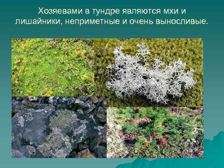 Хозяевами в тундре являются мхи и лишайники, неприметные и очень выносливые. 