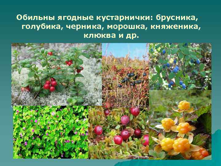 Обильны ягодные кустарнички: брусника, голубика, черника, морошка, княженика, клюква и др. 