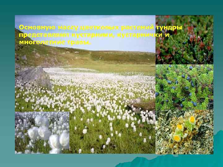 Основную массу цветковых растений тундры представляют кустарники, кустарнички и многолетние травы. 