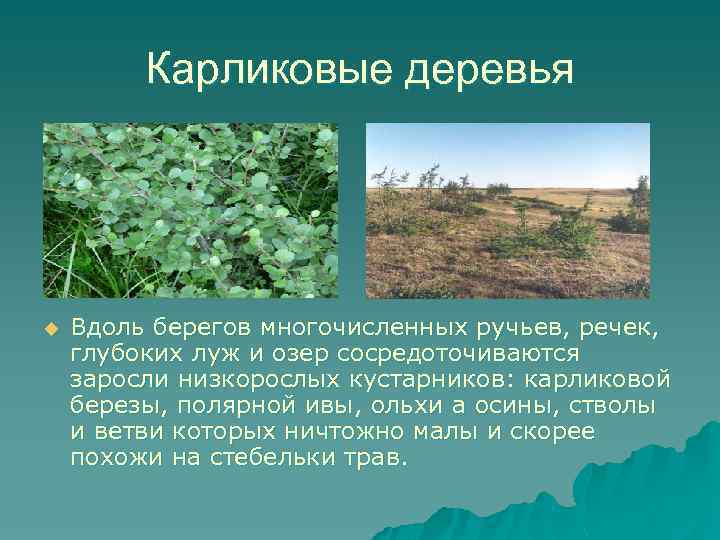 Карликовые деревья u Вдоль берегов многочисленных ручьев, речек, глубоких луж и озер сосредоточиваются заросли