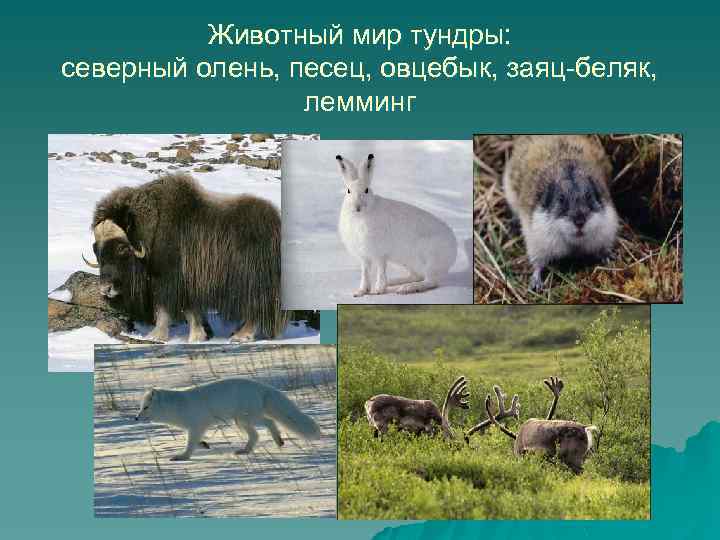 Животный мир тундры: северный олень, песец, овцебык, заяц-беляк, лемминг 