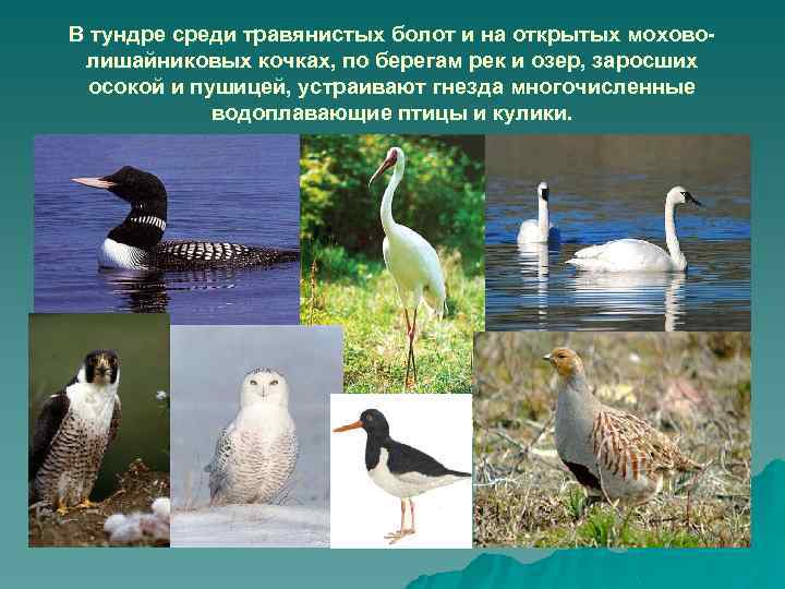 В тундре среди травянистых болот и на открытых моховолишайниковых кочках, по берегам рек и