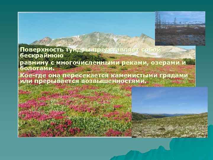 Поверхность тундры представляет собой бескрайнюю равнину с многочисленными реками, озерами и болотами. Кое-где она
