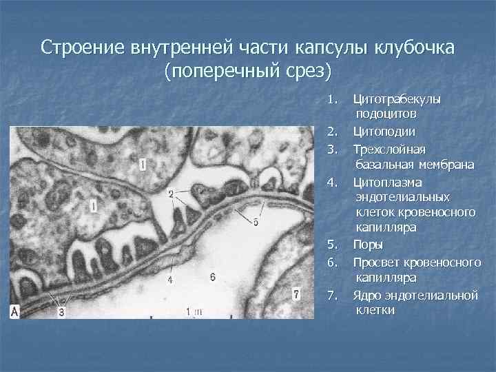 Строение внутренней части капсулы клубочка (поперечный срез) 1. 2. 3. 4. 5. 6. 7.