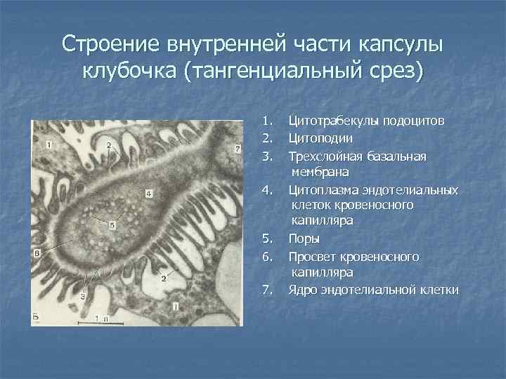 Строение внутренней части капсулы клубочка (тангенциальный срез) 1. 2. 3. 4. 5. 6. 7.
