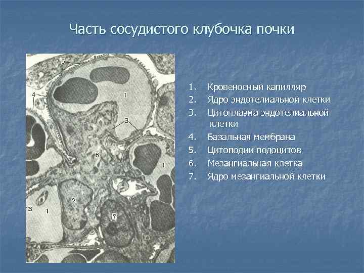 Часть сосудистого клубочка почки 1. 2. 3. 4. 5. 6. 7. Кровеносный капилляр Ядро