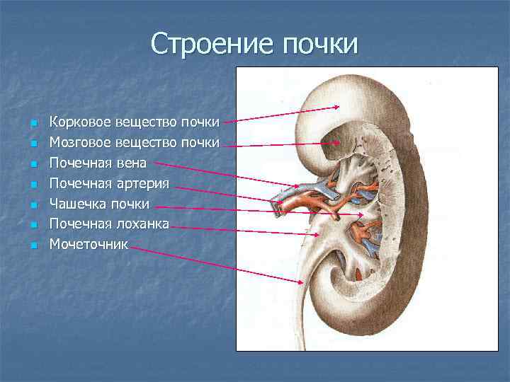 Какой цифрой на рисунке обозначена почечная лоханка