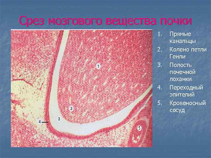 Срез мозгового вещества почки 1. 2. 3. 4. 5. Прямые канальцы Колено петли Генли