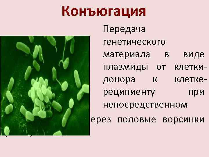 Конъюгация Передача генетического материала в виде плазмиды от клеткидонора к клеткереципиенту при непосредственном контакте