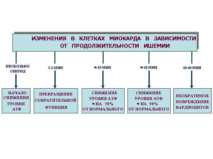 ИЗМЕНЕНИЯ В КЛЕТКАХ МИОКАРДА В ЗАВИСИМОСТИ ОТ ПРОДОЛЖИТЕЛЬНОСТИ ИШЕМИИ НЕСКОЛЬКО СЕКУНД НАЧАЛО СНИЖЕНИЯ УРОВНЯ