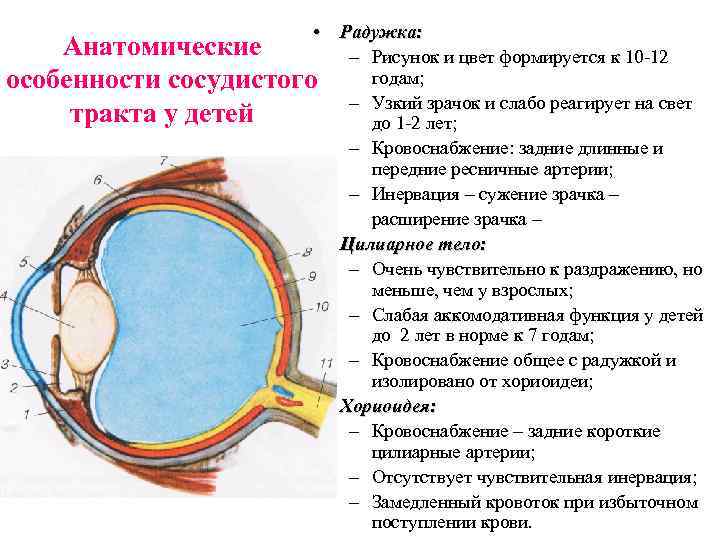  • Радужка: Анатомические – Рисунок и цвет формируется к 10 -12 годам; особенности