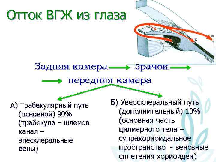 Отток ВГЖ из глаза Задняя камера зрачок передняя камера А) Трабекулярный путь (основной) 90%
