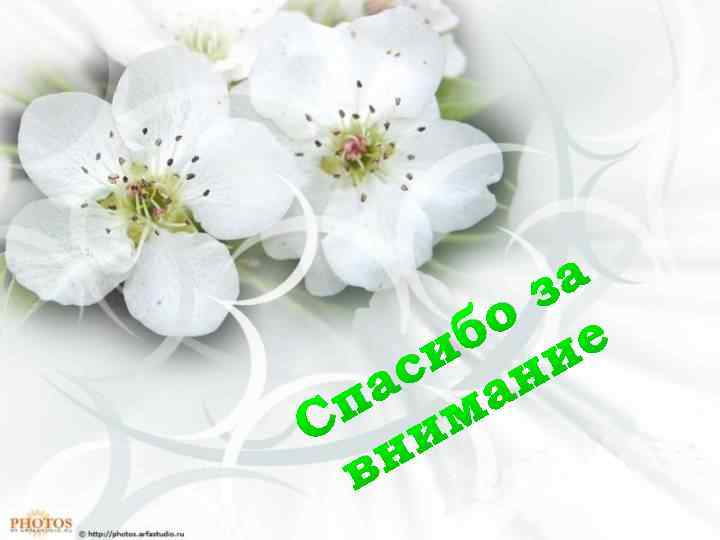 а з о е б и и н ас а п м С и