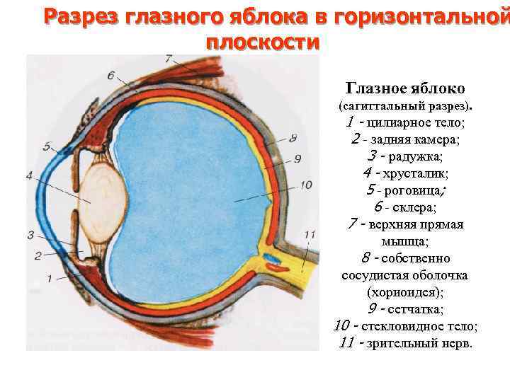 Характеристика оболочки глазного яблока