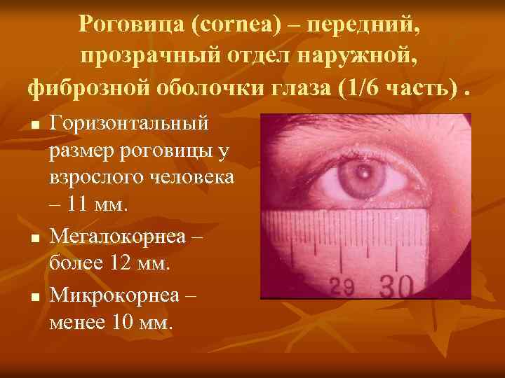 Роговица (cornea) – передний, прозрачный отдел наружной, фиброзной оболочки глаза (1/6 часть). n n