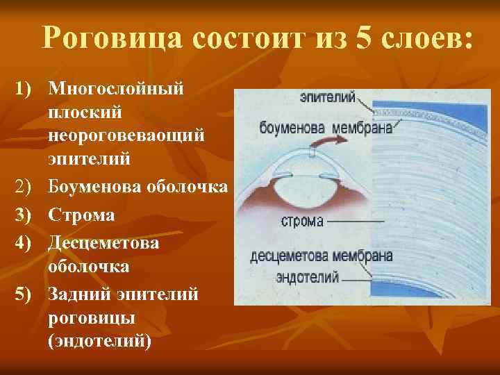 Роговица состоит из 5 слоев: 1) Многослойный плоский неороговеваощий эпителий 2) Боуменова оболочка 3)