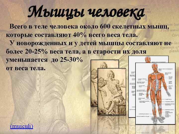 Мышцы человека Всего в теле человека около 600 скелетных мышц, которые составляют 40% всего
