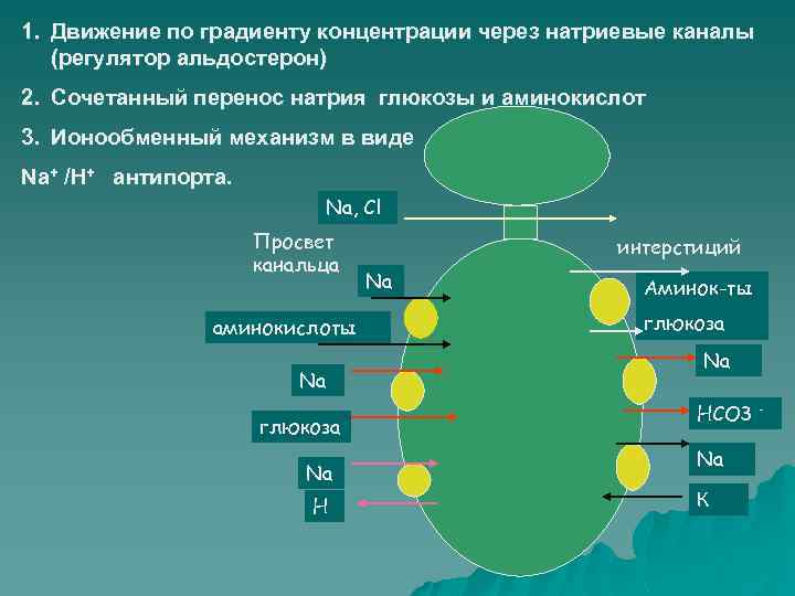 1. Движение по градиенту концентрации через натриевые каналы (регулятор альдостерон) 2. Сочетанный перенос натрия