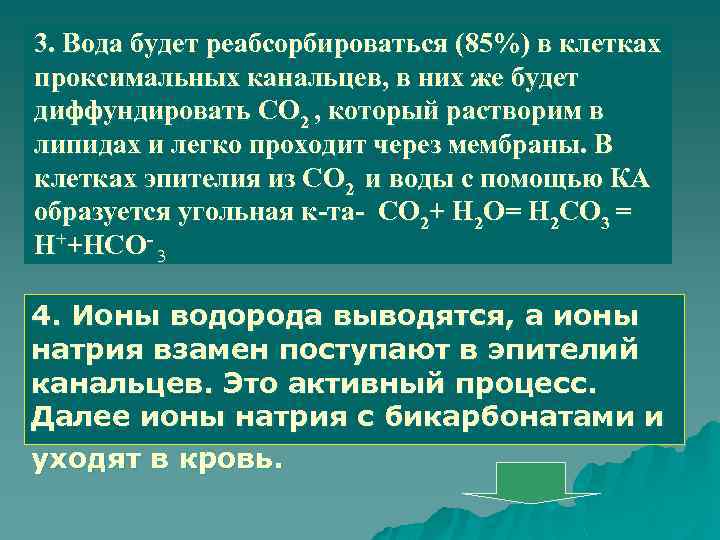 3. Вода будет реабсорбироваться (85%) в клетках проксимальных канальцев, в них же будет диффундировать