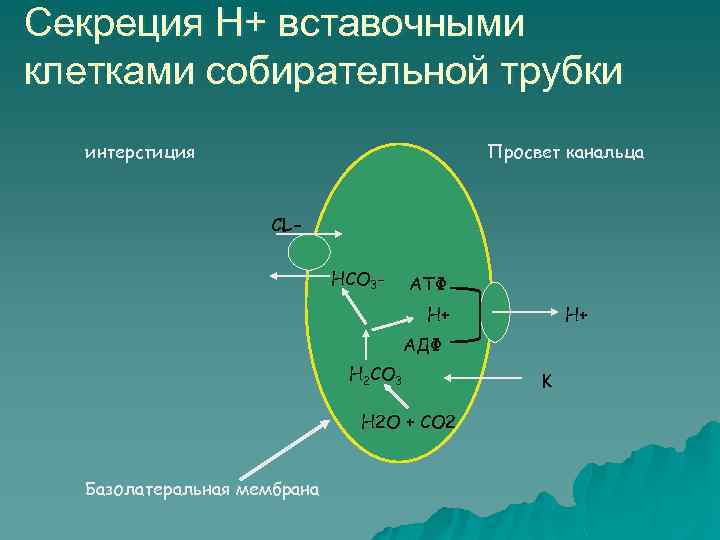 Секреция Н+ вставочными клетками собирательной трубки интерстиция Просвет канальца CLНСО 3 - АТФ Н+