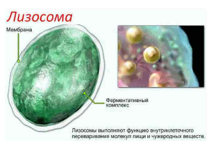 Лизос. Лизосома электронная микрофотография. Лизосомы в растительных клетках. Лизосомы электронная микроскопия.