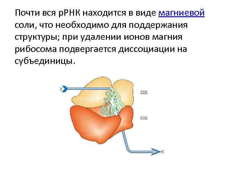 Почти вся р. РНК находится в виде магниевой соли, что необходимо для поддержания структуры;