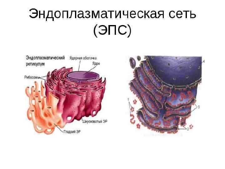 Эндоплазматическая сеть на рисунке