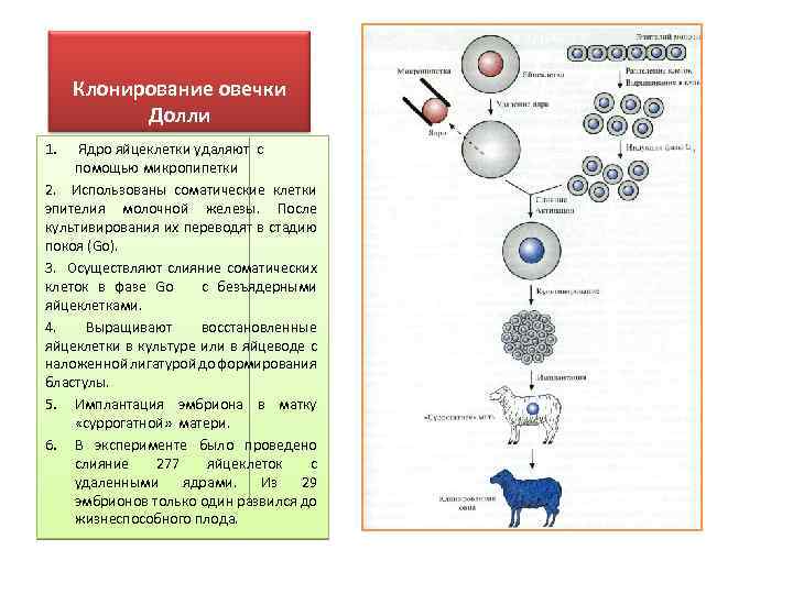 Схема клонирования овцы долли