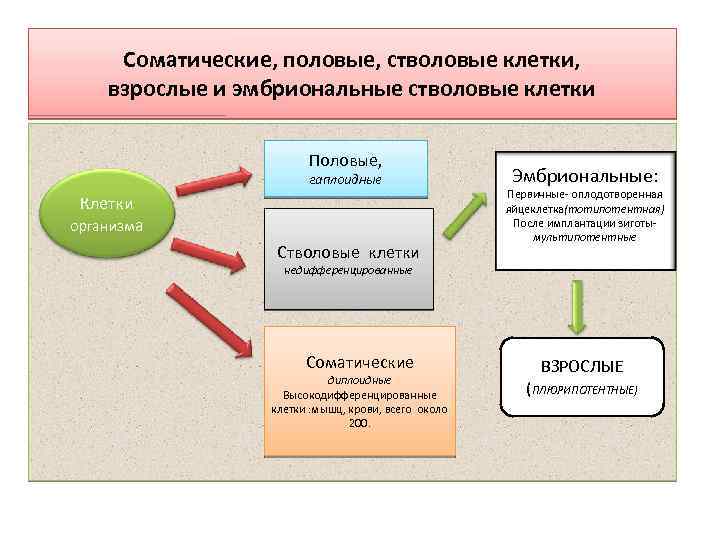 Процесс соматической клетки. Соматические стволовые клетки. Эмбриональные и соматические стволовые клетки. Стволовые половые клетки. Отличие эмбриональных стволовых клеток от соматических.