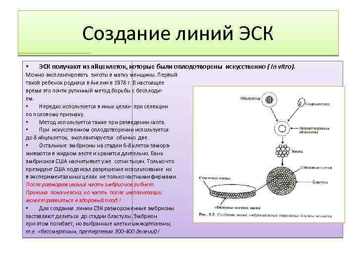 Создание линий ЭСК • ЭСК получают из яйцеклеток, которые были оплодотворены искусственно ( in