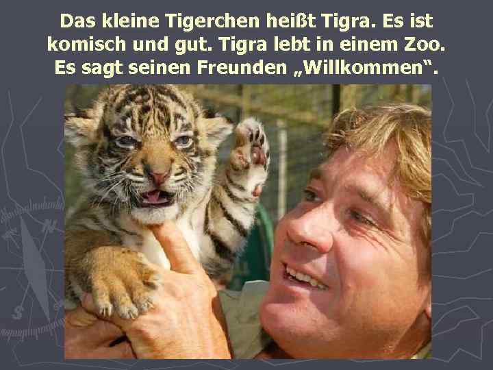 Das kleine Tigerchen heißt Tigra. Es ist komisch und gut. Tigra lebt in einem