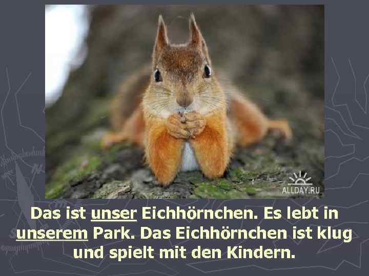 Das ist unser Eichhörnchen. Es lebt in unserem Park. Das Eichhörnchen ist klug und