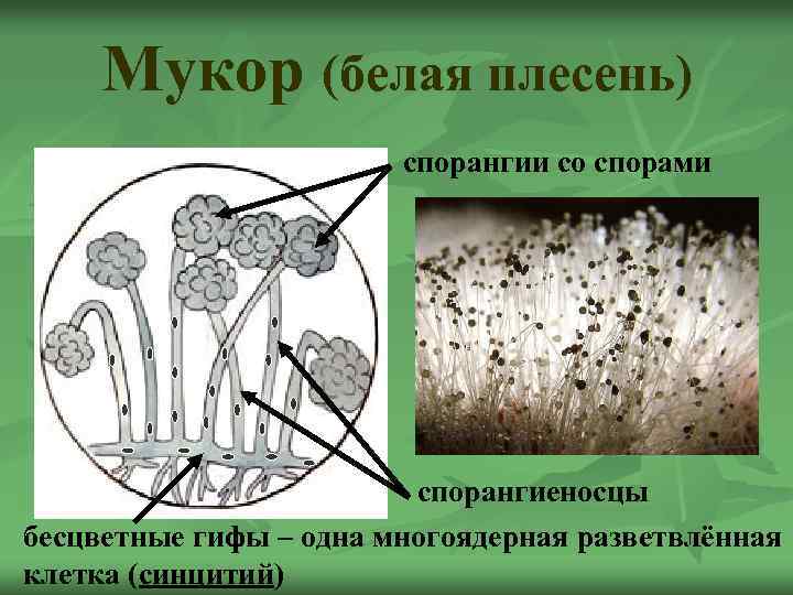 Мукор картинка биология