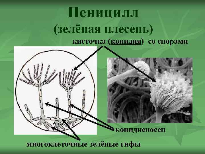 Пенициллиум строение рисунок