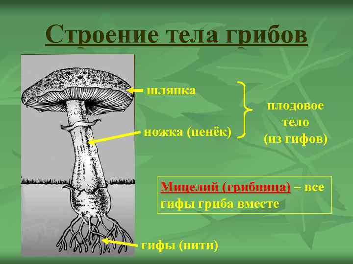 Изучите рисунок 58 и объясните какова особенность строения грибницы и плодового тела